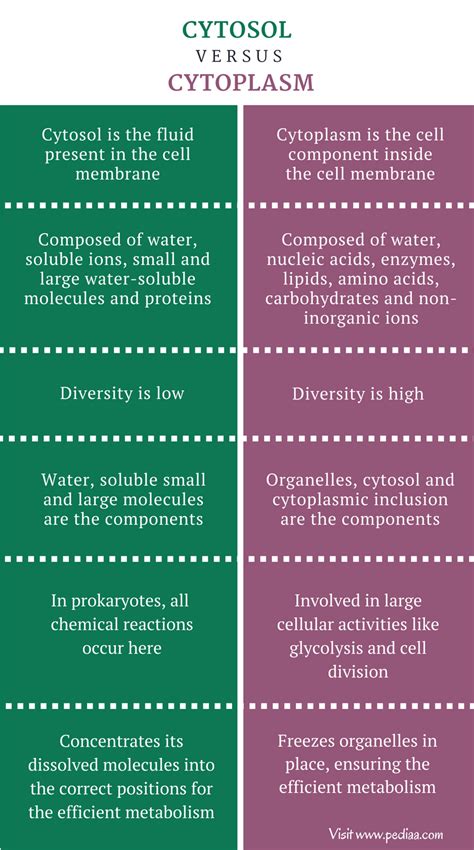 Unterschied Zwischen Cytosol Und Cytoplasma Zusammensetzung Eigenschaften Funktion