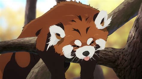 Anime Red Panda Gets A Blup Rredpandas