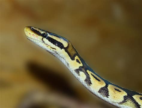 Free Picture Reptile Zoology Wildlife Snake Python Exotic Animal