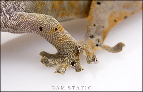 Crested Gecko Feet Flickr Photo Sharing