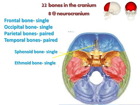 Ppt Cranium Skull Powerpoint Presentation Free Download Id6146300