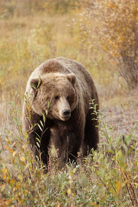 Brown Grizzly Bear In North America Stock Image Image Of View Coat