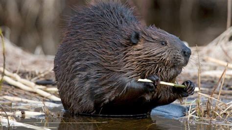 Why Was The Beaver Chosen To Be Canadas National Animal My Lifestyle