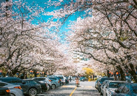Cherry Blossoms In Korea Forecast 2020 Best Places To See Them