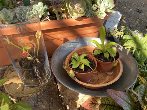 John is dedicated to helping you sustainably grow the highest quality fruits, vegetables, herbs, nuts and other edible foods in your front yard and beyond. What kind of soil should I use to repot my Venus flytrap ...