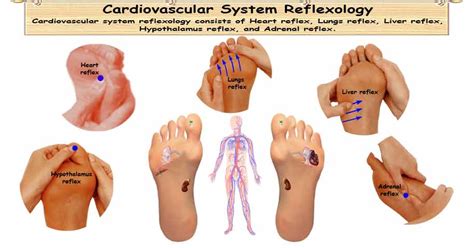 Reflexology Cardiovascular System 5 Reflexes For Wonderful Circulation