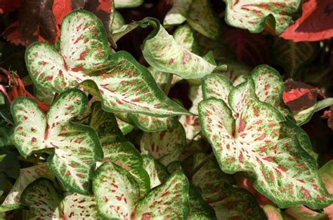 It's also very easy too. 10 Most Beautiful Non-Blooming Green Indoor Plants With ...