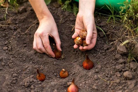 How To Grow Plants From Bulbs