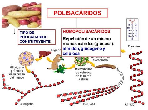 Dos Polisacáridos A Y B Ambos Homopolímeros De Glucosa Son Sometidos