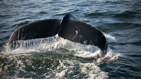 Monterey Bay Aquarium — Humpback Whales Have Arrived In Monterey Bay And