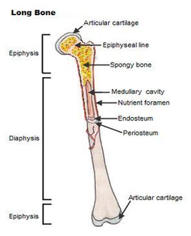 Label the parts of a long bone. final long bone diagram | Anatomy System - Human Body ...