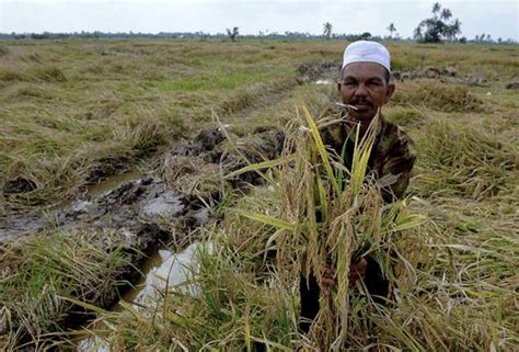 Cara menanam padi agar hasil panen padi anda berhasil dan melimpah, pelajarilah cara menanam padi berikut. El Nino dijangka beri kesan kepada hasil dan mutu beras ...