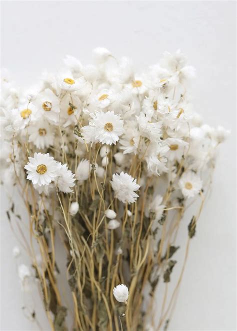 Preserved Rodanthe In White Shop Dried Flowers At Afloral Com How