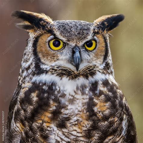 Great Horned Owl Portrait Stock Photo Adobe Stock