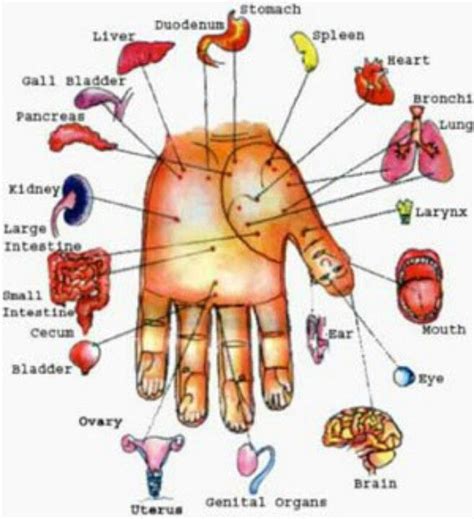 54 Best Hand Reflexology Images On Pinterest Natural Medicine