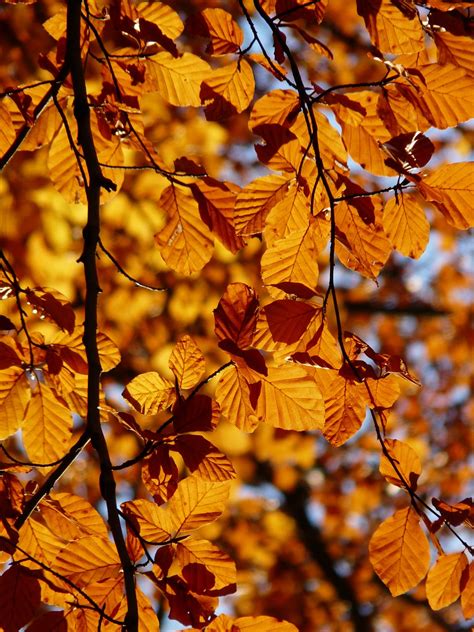 Beechfagus Sylvaticafagusdeciduous Treegolden Autumn Free Image