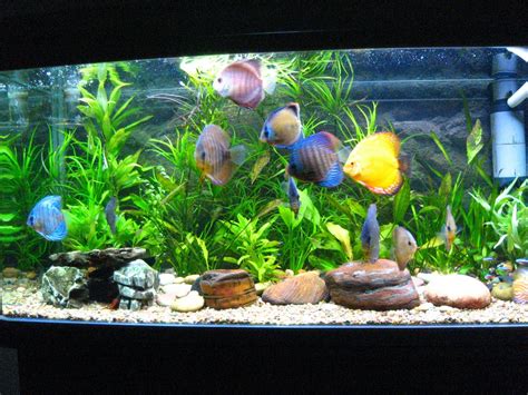 Manolo diskus aquarium mit amazonas rückwand. Los diferentes tipo de acuarios (biotopos). | Taringa!