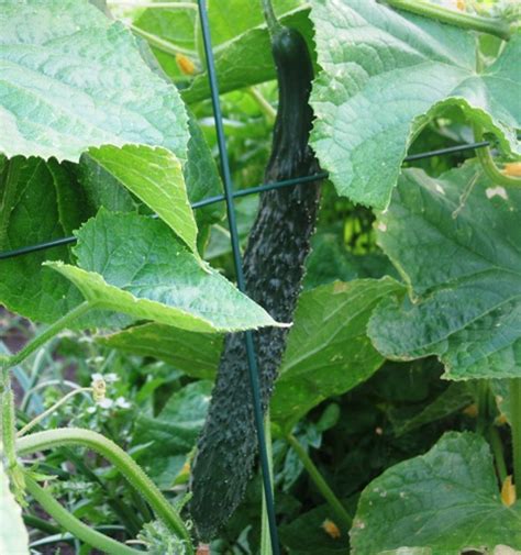 My Organic Garden Greencrisp Burpless Hybrid Cucumbers