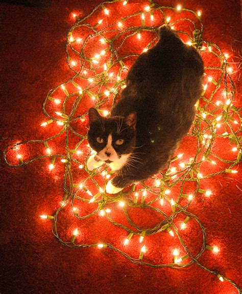 Cat Christmas Carols Taildom