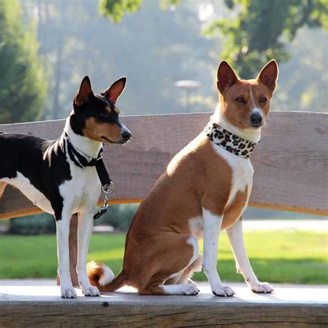 Are Basenjis Affectionate Dogs