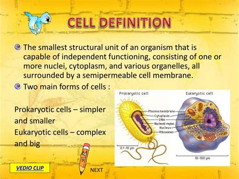Ppt Chapter 1 Cellular Structure And Function Powerpoint Presentation