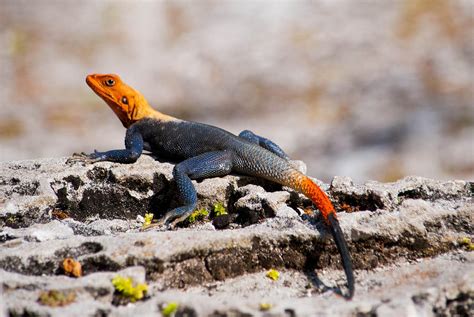African Red Headed Agama Photograph By Brittany Mason Pixels