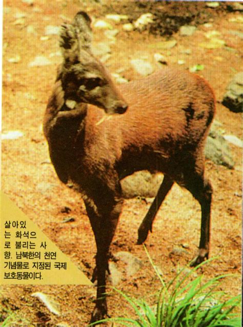 Korean Mammal Siberian Musk Deer Moschus Moschiferus Image Only