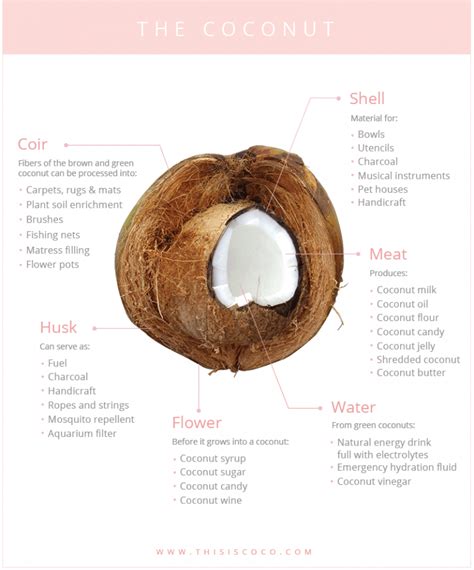 Coconut The Tree Of Life And Its Amazing Uses Coconut Queendom