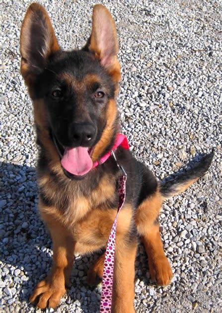 Recklessly Red And Black German Shepherd Puppies For Sale
