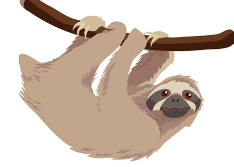 Hoffmanns Two Toed Sloth T Shirt Baby Sloths Three Toed Sloth Sloth