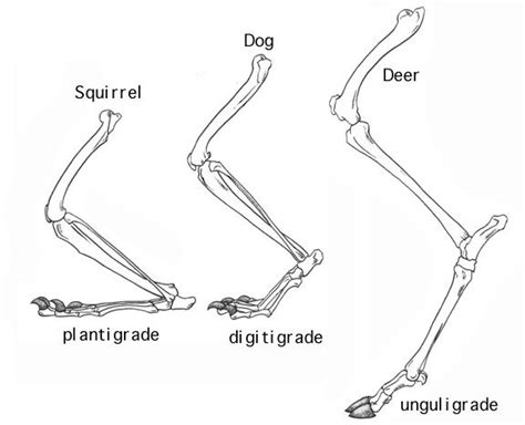 Leg Anatomy Animal Skeletons Anatomy Reference