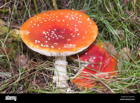 Close Up Of A Poisonous Fly Agaric Amanita Muscaria Toadstool Fungus