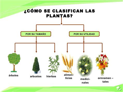 Funciones Principales De Las Plantas Las Plantas