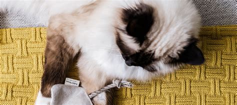 How To Choose Sustainable Pet Products The Ultimate Guide