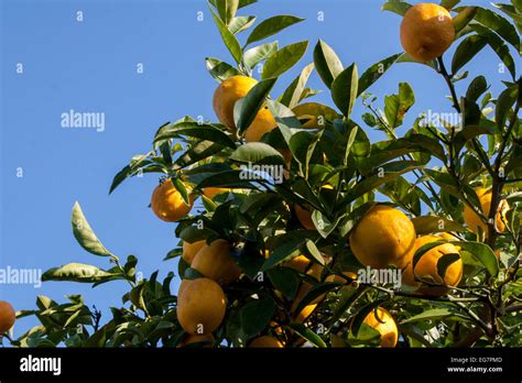 Orbanic Lemon Tree Hi Res Stock Photography And Images Alamy