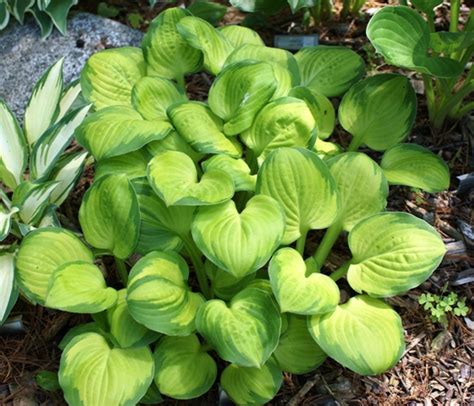 Wylde Green Cream Hosta Shade Perennial Slug Resistant Hosta Plant