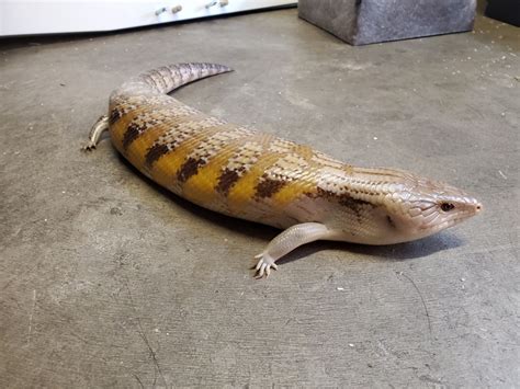 For Sale Northern Blue Tongue Skink Faunaclassifieds