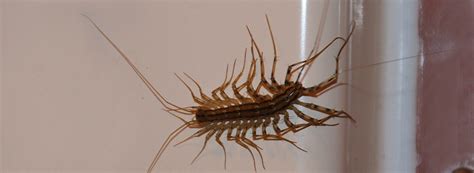 The House Centipede Facts Bite Behavior Western Exterminator