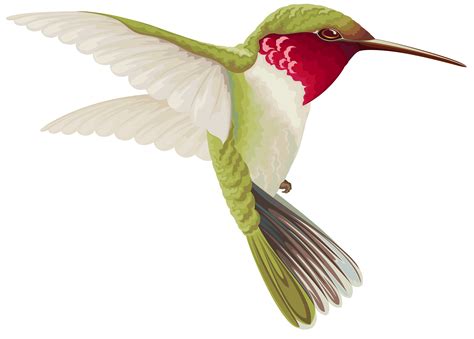 Hummingbird Clip Art Free Printable