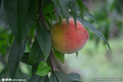 成熟的红色水蜜桃摄影图 水果 生物世界 摄影图库 昵图网nipic com