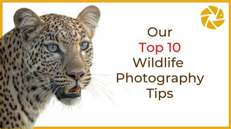 How To Improve Your Wildlife Photography Youtube
