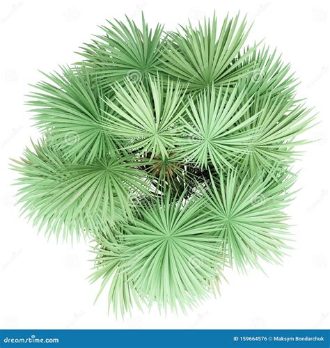 Sabal Palm Tree Isolated On White Top View Stock Illustration