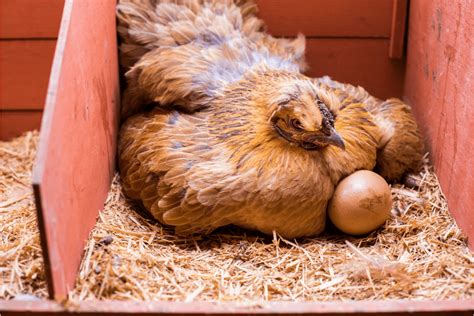Why Chickens Eat Their Own Eggs And How To Stop It Homestead Fox