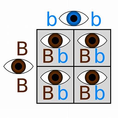 Eye Chart Genetics Science Eyes Punnett Square