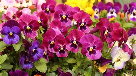 How To Grow Pansies For Spring Or Fall Color Dengarden