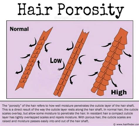 Curly Girl Amaya How To Hair Porosity Test