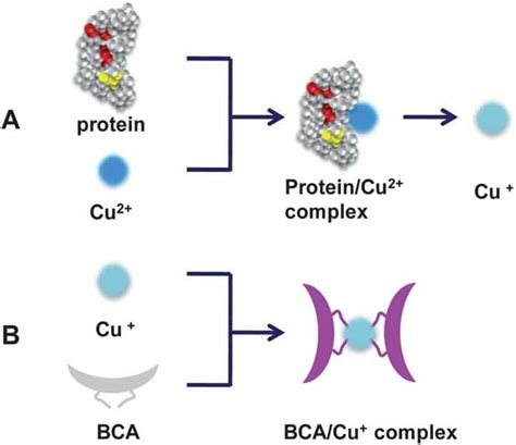 Bca Colorimetric Protein Assay Protocol Onelab
