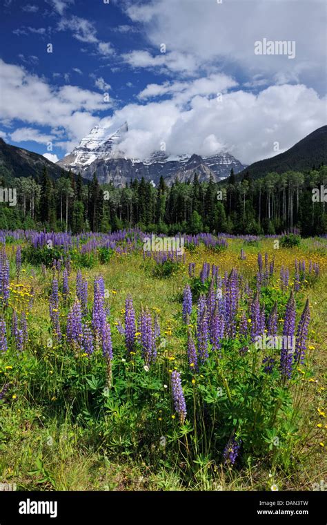 Lupines In Mountain View Meadows With Clearing Skies Over Mt Robson Mt