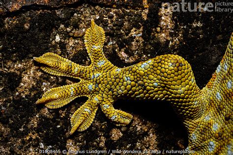 Stock Photo Of Tokay Gecko Gekko Gecko Close Up Of Foot Pat Sin Leng