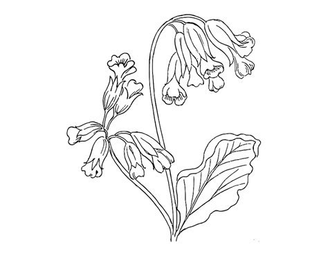 Outline Flower Rose Plant Outlines Nature Roses Cowslip Clip Art Library